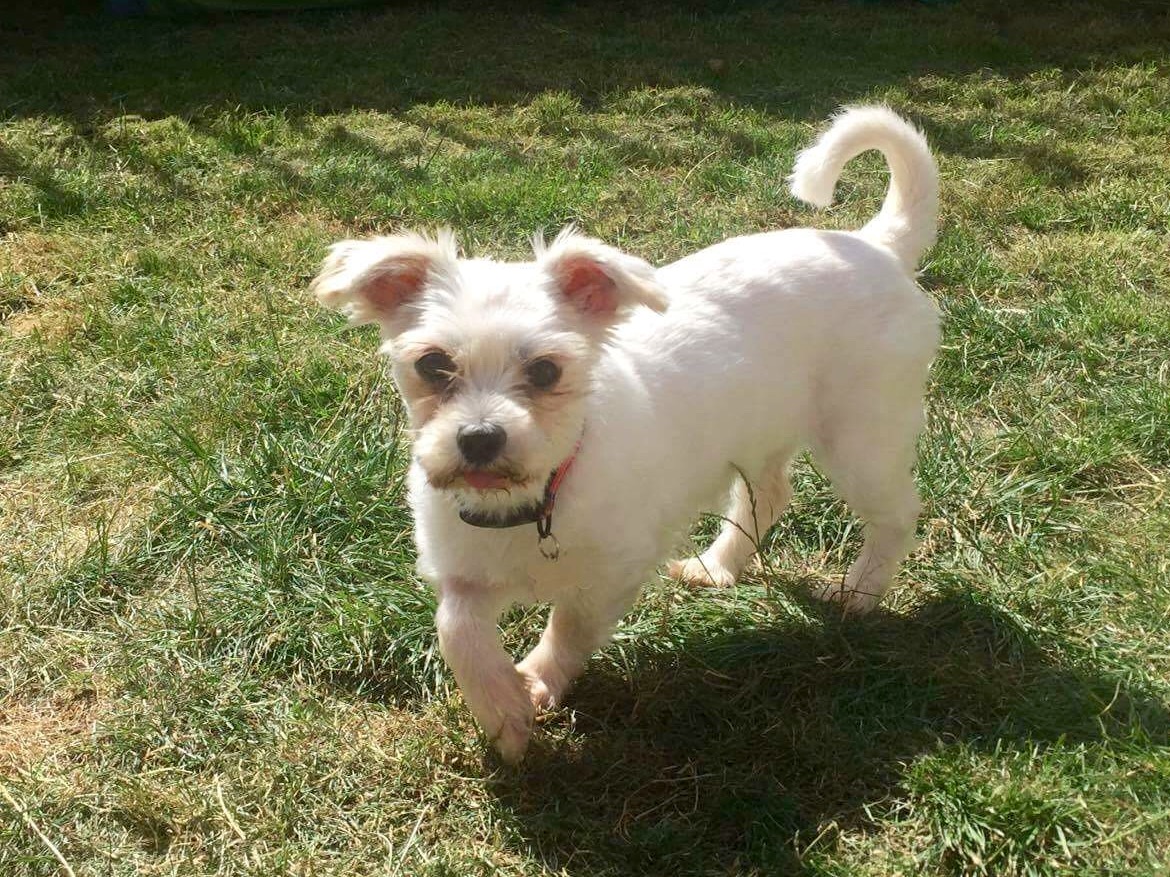 Lhasa store chihuahua mix