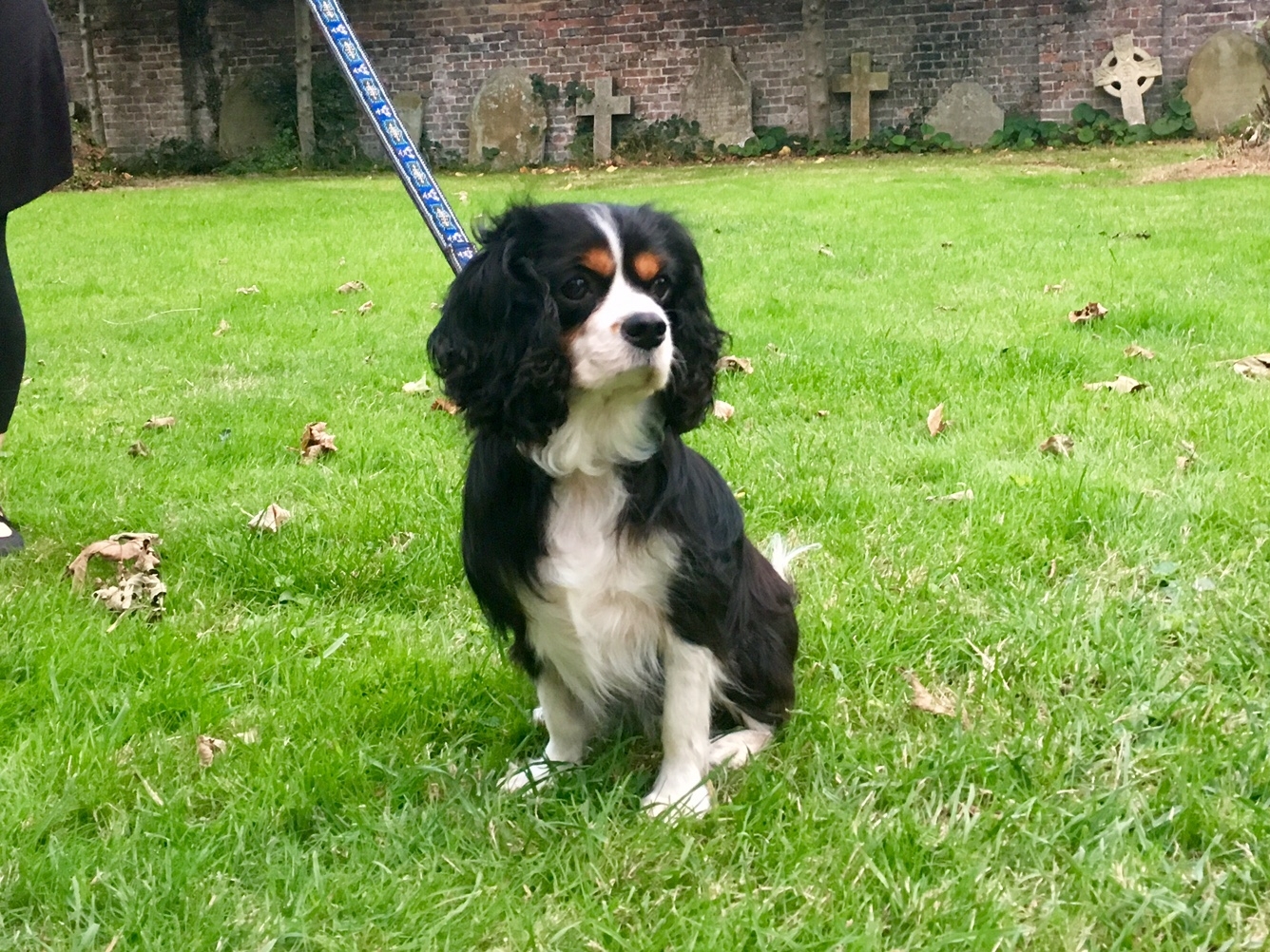 rescue for king charles cavalier spaniels