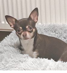 Willow: Chihuahua