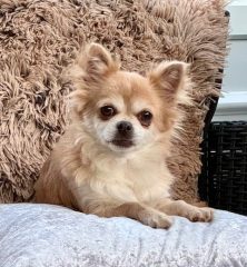 Trixie: Long Haired Chihuahua